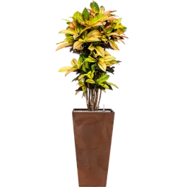 Croton Variegatum Mrs. Iceton in Artstone Ella Pot Hoog Bruin | Rechtstreeks uit de fabriek