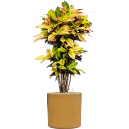 Premiumkwaliteit - Croton Variegatum Mrs. Iceton in Cylinder Ceramic Honey