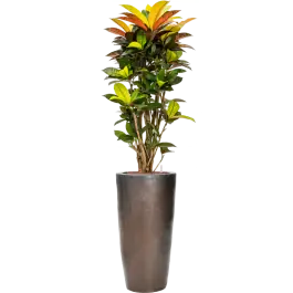 Croton Variegatum Mrs. Iceton in Emperador Partner Straight Brons - Beste prijs