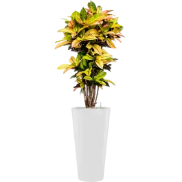 Croton Variegatum Mrs. Iceton in Runner Rond Wit | Klaar voor verzending