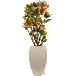 Croton Variegatum Petra in Raindrop Emperor Beige - Lage prijs