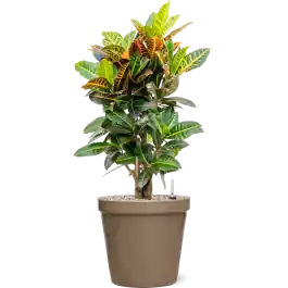 Croton Variegatum Petra in Feliz Pot Conica Taupe - Vanaf nu beschikbaar