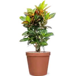 Croton Variegatum Petra in Feliz Pot Conica Roze - Dagdeal