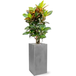 Bestseller - Croton Variegatum Petra in Fiberstone Bouvy Grijs