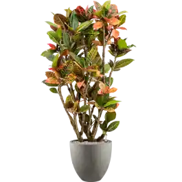 Zeer goed beoordeeld - Croton Variegatum Petra in Grigio Egg Concrete Grijs
