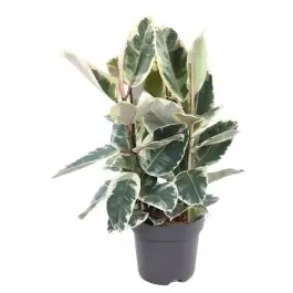 Speciale deal - Ficus Elastica Tineke