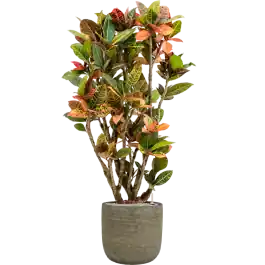 Prijs verlaagd - Croton Variegatum Petra in Magna Bruin