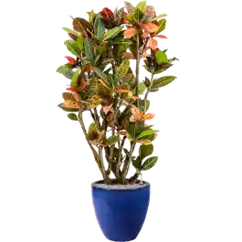 Croton Variegatum Petra in Emperador Couple Blauw | Premium