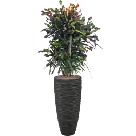 Croton Variegatum Mammi in Polystone Partner Seaside Zwart - Spoedlevering