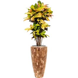 Croton Variegatum Mrs. Iceton in Facets Jenga Partner | Veel gekozen