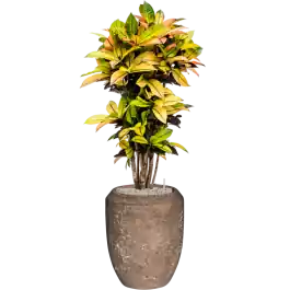 Croton Variegatum Mrs. Iceton in Baq Polystone Coated Coppa Rock | Meest verkocht