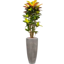 Lage prijs - Croton Variegatum Mrs. Iceton in Polystone Partner Grijs