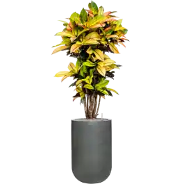 Premiumkwaliteit - Croton Variegatum Mrs. Iceton in Ribbed Cody High Grijs