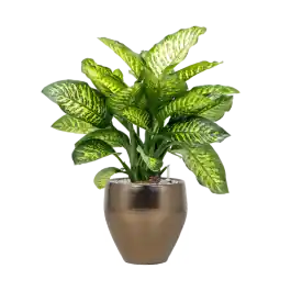 Dieffenbachia Maroba in Amora Couple Goud - Nieuw binnengekomen