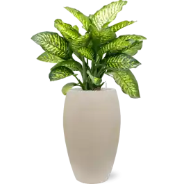 Dieffenbachia Maroba in Baq Raindrop Emperor Beige | Veilig betalen