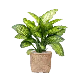 Dieffenbachia Maroba in Bohemian Bamboo Zayn - Slechts tijdelijk