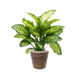 Dieffenbachia Maroba in Drypot Rattan Stripe Round Grey - Nog maar enkele beschikbaar