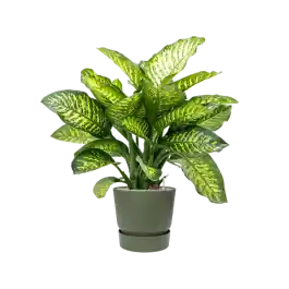 Topdeal - Dieffenbachia Maroba in Elho Greenville Rond Groen
