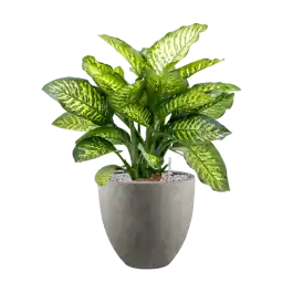 Bespaar nu | Dieffenbachia Maroba in Grigio Egg Concrete Grijs