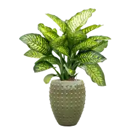 Dieffenbachia Maroba in Laos Emperor Groen - Bestel nu