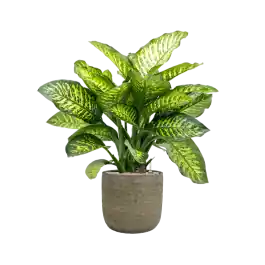Dieffenbachia Maroba in Magna | Direct kopen