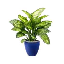 Dieffenbachia Maroba in Plain Couple Blauw - Extra voordeel