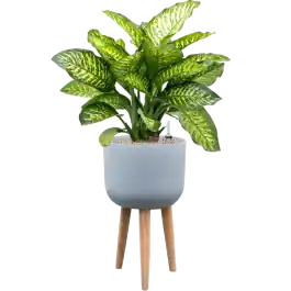 Dieffenbachia Maroba in Refined Retro With Feet Grijs | Topkwaliteit