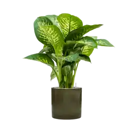 Bespaar meer | Dieffenbachia Reeva in Cylinder Ceramic Groen