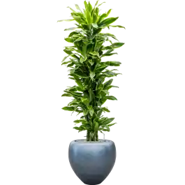 Deal - Dracaena Golden Coast in Baq Metallic Couple Ice Blue