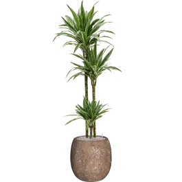 Dracaena Warneckei in Baq Polystone Coated Balloon Rock | Online bestellen