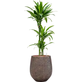 Dracaena Arturo in Baq Opus Darcy Goud | Dagdeal