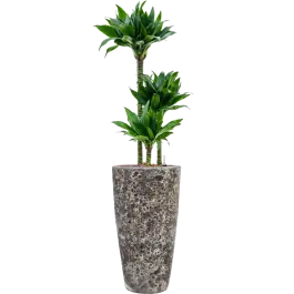 Prijsverlaging | Dracaena Black Jack in Baq Vulcana Partner Straight Zwart