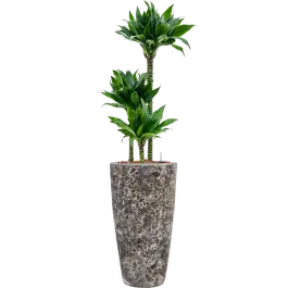 Dracaena Black Jack in Baq Lava | Spoedlevering