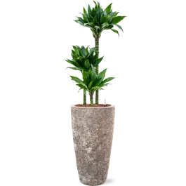 Voordelig - Dracaena fragrans ‘Black jack‘ in Baq Vulcana Partner Straight Metal