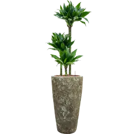 Dracaena Black Jack in Baq Vulcana Partner Straight Groen - Nieuw binnengekomen