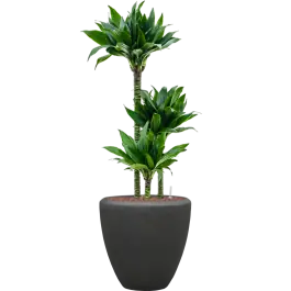Dracaena Black Jack in Baq Polystone Couple Zwart | Rechtstreeks uit de fabriek