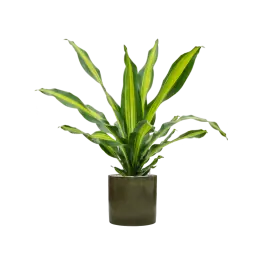 Direct leverbaar | Dracaena Burley in Cylinder Ceramic Groen
