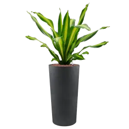 Dracaena Burley in Grigio Emperador Partner Straight Antraciet - Superprijs