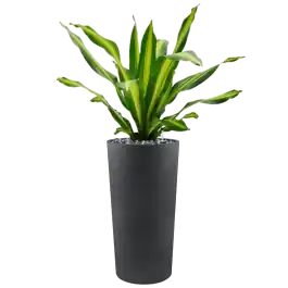 Dracaena fragrans ‘Burley‘ in Grigio - Actieprijs
