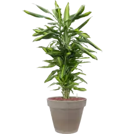 Dracaena Cintho in Terracotta Grijs | Fabrieksprijs