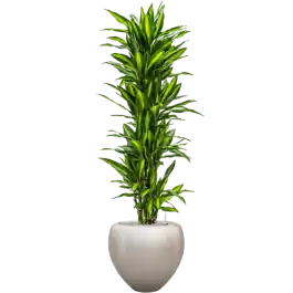 Aanrader - Dracaena Cintho in Baq Metallic Couple Silver
