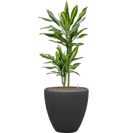 Direct leverbaar | Dracaena Cintho in Baq Polystone Couple Zwart