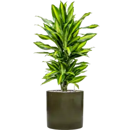 Uitverkoop - Dracaena Cintho in Cylinder Ceramic Groen