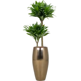 Speciale deal - Dracaena Compacta in Amora Vase Gold