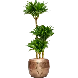 Beste prijs | Dracaena Compacta in Baq Opus Raw Goud