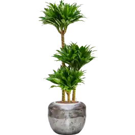 Dracaena Compacta in Baq Opus Raw Zilver | Direct leverbaar