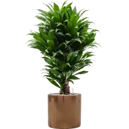 Dracaena Compacta in Cylinder Ceramic Goud | Topkwaliteit