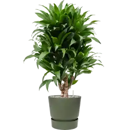 Verlaagde prijs - Dracaena Compacta in Elho Greenville Rond Groen