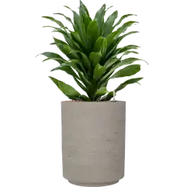 Snelle levering | Dracaena Compacta in Rugged Suzi Grijs