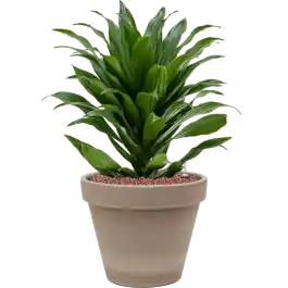 Beste prijs - Dracaena Compacta in Terracotta Grijs